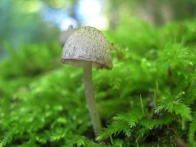 Psathyrella hirtosquamulosa   (Peck)   A. H. Smith